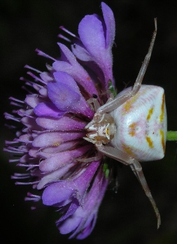 Variabilit della colorazione Thomisus onustus